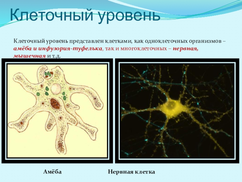 Представитель организмов