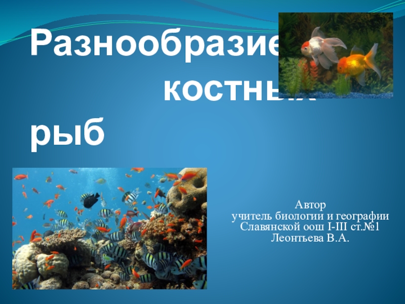 Презентация Презентация по теме Разнообразие костных рыб
