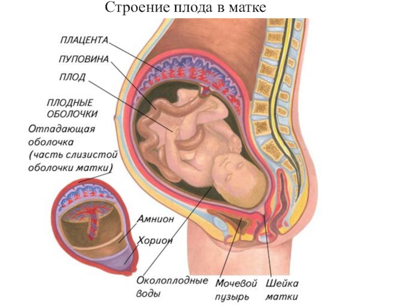 Подпишите самостоятельно на рисунке следующие органы плацента пуповина матка