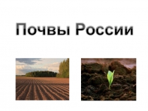 Презентация по географии Почвы России (8 класс)