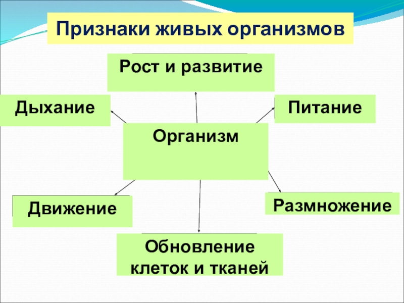 Человек живой организм схема 4 класс