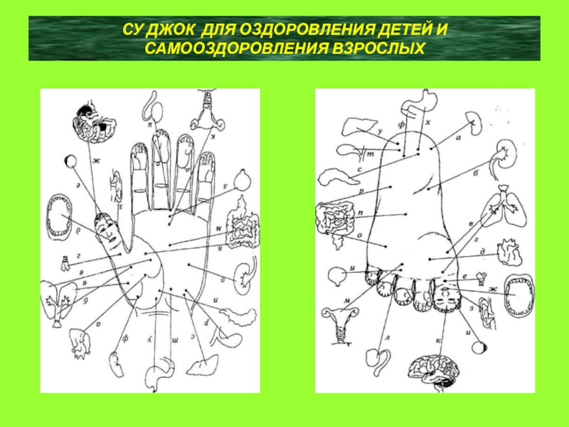 Карта руки су джок