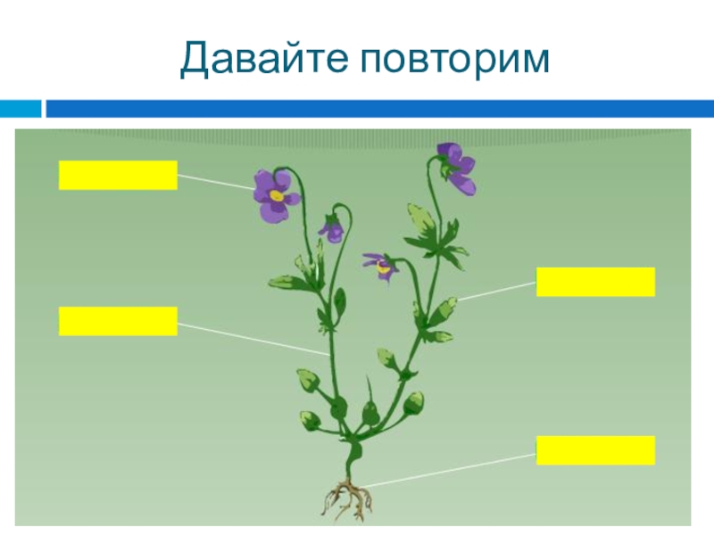 Игра по ботанике 6 класс презентация