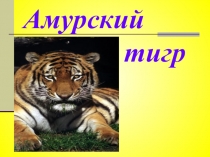 Проект Амурский тигр (1-4 класс)