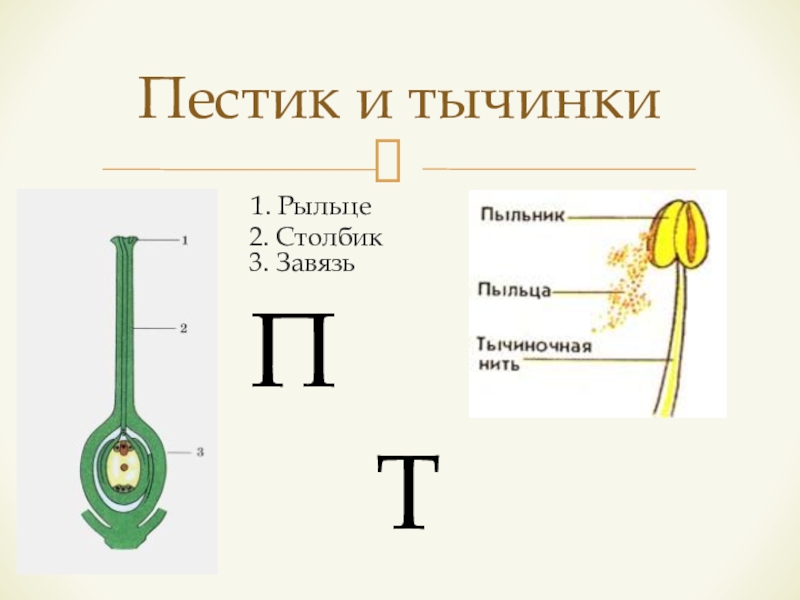 Почему пестики и тычинки главные. Пестик рыльце столбик завязь. Строение пестика и тычинки. Пестик рыльце тычинка. Строение тычинки.