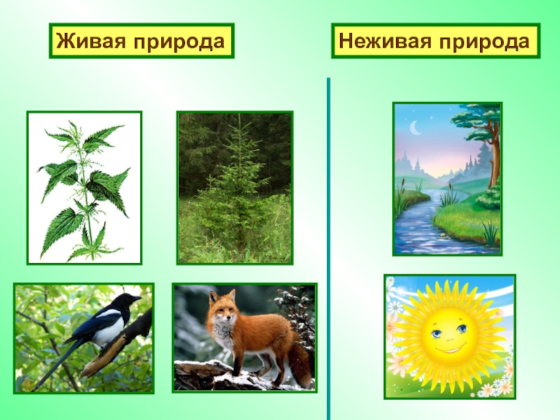 Живая природа картинки 1 класс