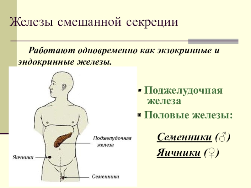 Железы внутренней и смешанной секреции рисунок