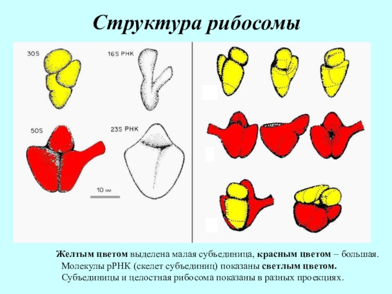 Строение рибосома рисунок