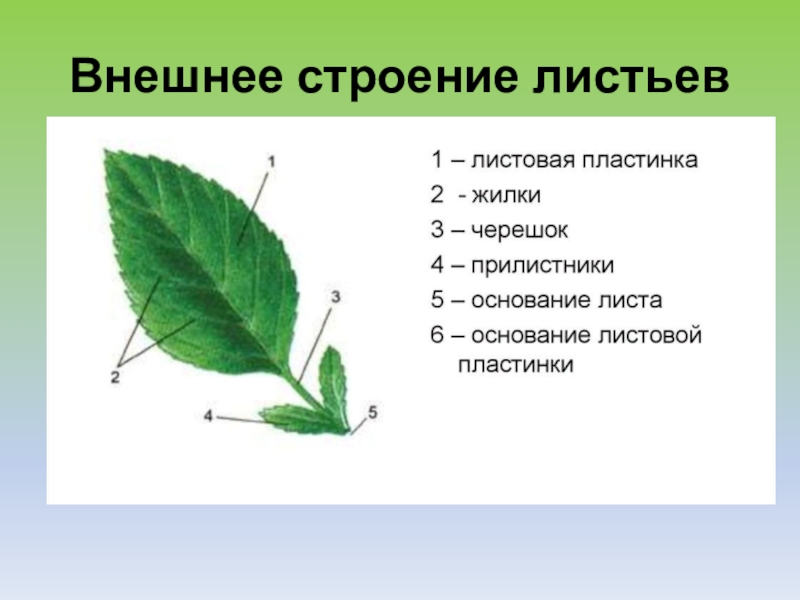 Презентация строение листа 6 класс