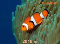 Слайд Балықтарға жалпы сипаттама. Шеміршекті балықтар класы.