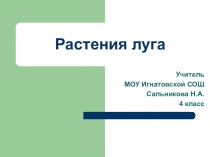 Презентация к уроку окружающего мира на тему: Какие растения растут на лугу (4 класс) УМК Планета знаний