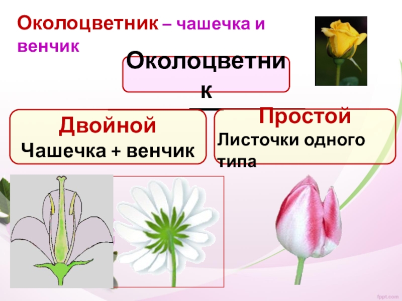 Простой околоцветник состоит из