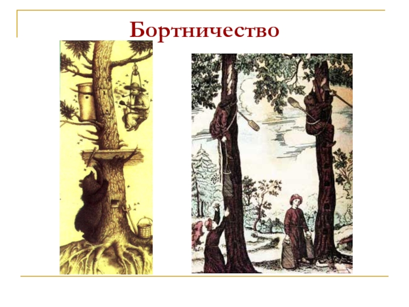 Бортничество в жизни средневековой руси. Бортничество древних славян. Занятия славян бортничество. Древние славяне бортничество. Бортничество это в древней Руси.