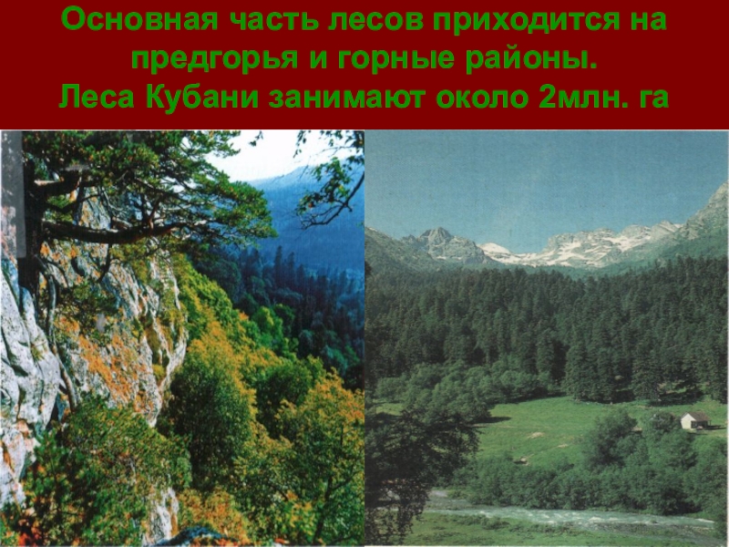 Край основной. Растительный мир Краснодарского края. Проект Краснодарский край. Лесная зона Краснодарского края. Природно-хозяйственные комплексы предгорий и гор.