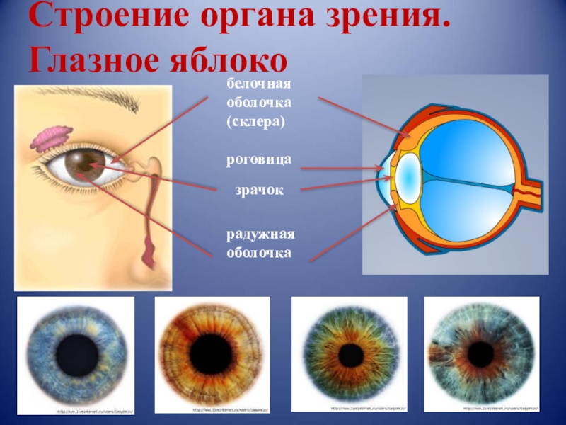 Презентация на тему зрительный анализатор 8 класс биология