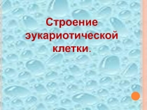 строение эукариотической клетки