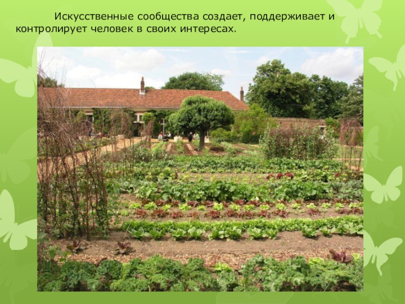 Природное сообщество огород сообщение. Огород. Грядки в огороде. French Vegetable Garden.