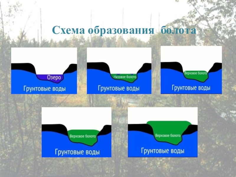 Образование болот. Образование болота схема. Образование верхового болота схема. Низинное болото схема. Как образуются болота.