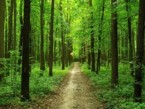 Презентация к занятию Значение природы для отдыха человека