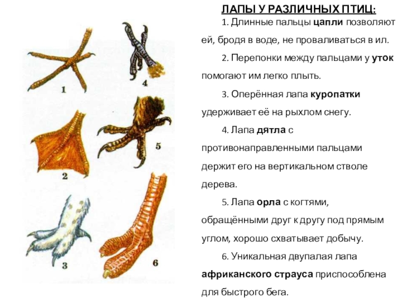 перепонки у водоплавающих птиц. утиные лапы. перепонки между пальцами у птиц. перепонки между пальцами у птиц. перепонки между пальцами у птиц.