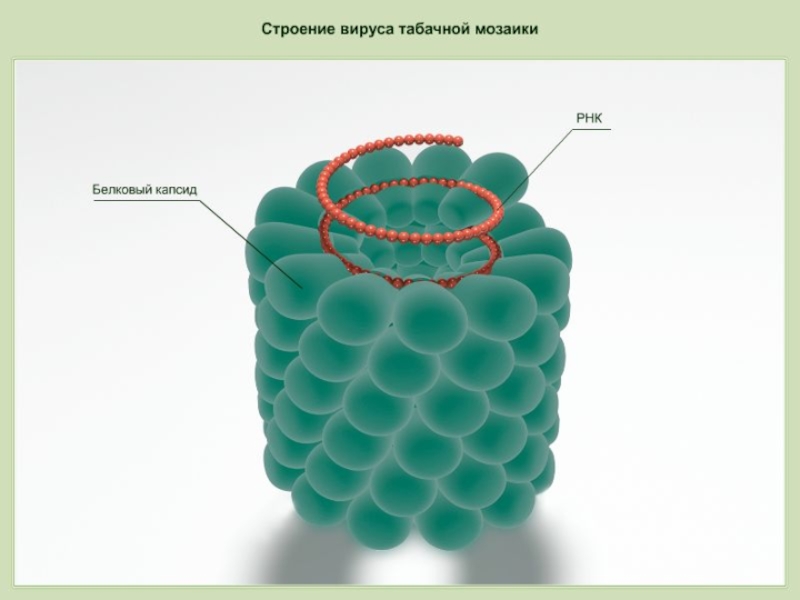 Строение вируса табачной мозаики рисунок
