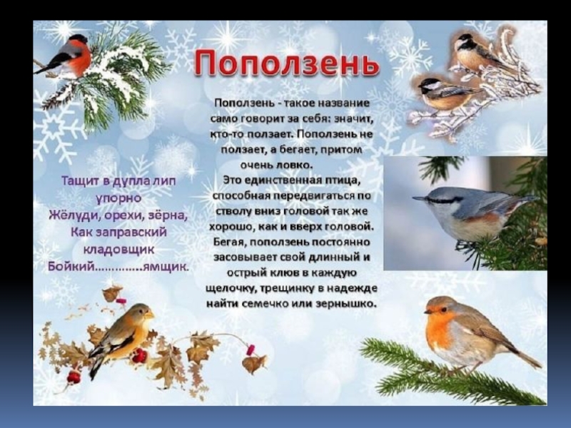 Стихотворения птицы зимой. Зимующие птицы презентация. Птицы зимой для детей. Зимующие птицы для дошкольников. Зимующие птицы для детей ДОУ.