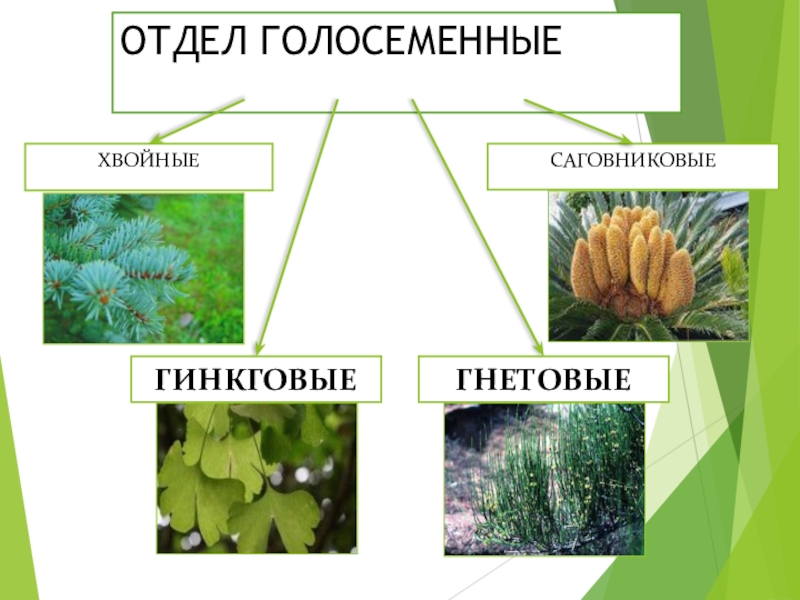 Отдел голосеменные относится. Таблица Голосеменные Саговниковые Гинкговые. Хвойные Гинкговые Саговниковые. Разнообразие голосеменных. Отдел Голосеменные многообразие.