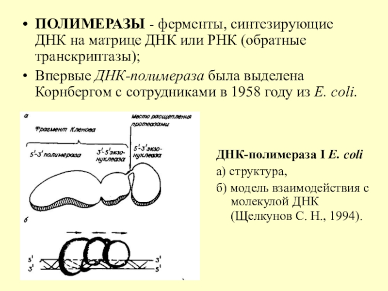 Днк 26.06 24. ДНК полимеразы в e.coli. Матрица для ДНК полимеразы. Строение и функции ДНК-полимеразы III E. coli.. Где синтезируются ДНК полимеразы.