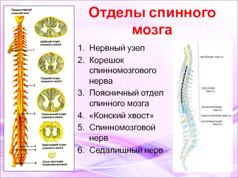 Спинной мозг понятие. Нервная система схема спинного мозга. Строение и функции спинного мозга 8 класс. Нервная система спинной мозг 8 класс. Головной и спинной мозг человека 8 класс биология.