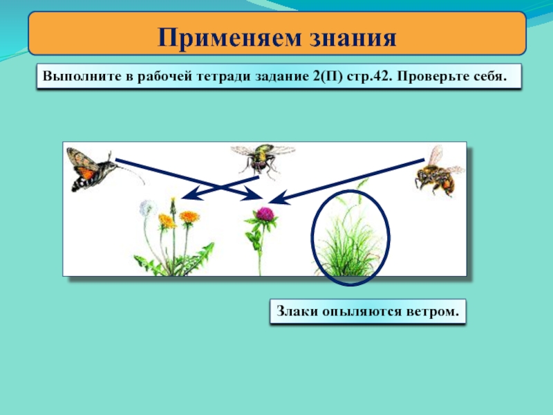 Растения производители. Злаки опыляются. Злаки опыляются с помощью. Растения из семейства злаки опыляются с помощью. Злаковые опыляются ветром.