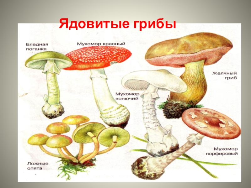 Презентация опасные растения и грибы 1 класс