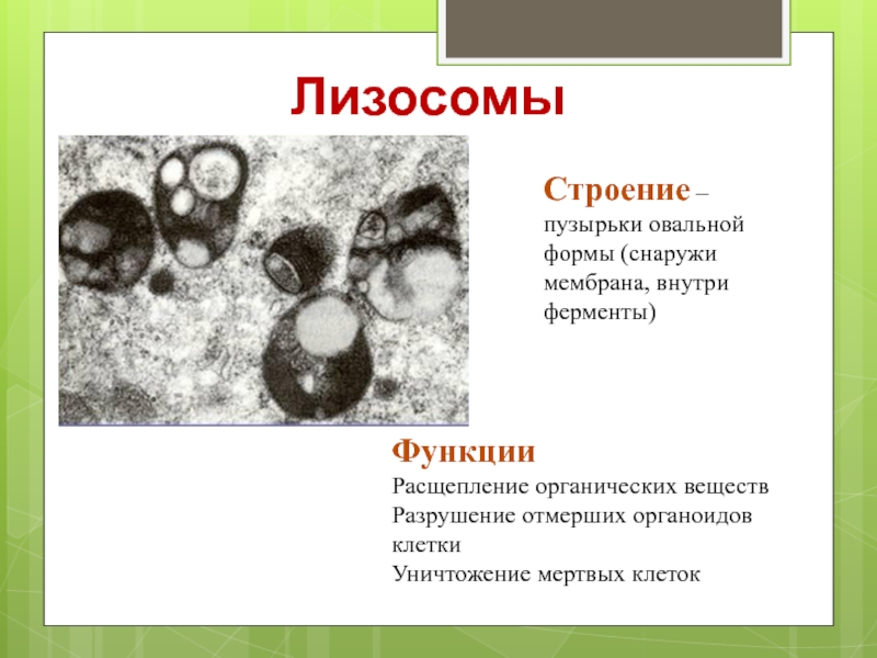 Ферменты для первичных лизосом. Лизосомы строение и функции 9 класс. Лизосомы строение органоида и функции. Лизосомы строение и функции эукариотической клетки. Лизосома функции органоида.