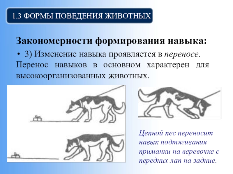 Развитие поведения человека. Формы поведения животных. Примеры поведения животных навык. Основные формы поведения животных. Примеры навыков у животных в психологии.