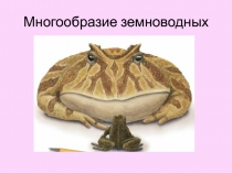Презентация по биологии на тему Многообразие амфибий