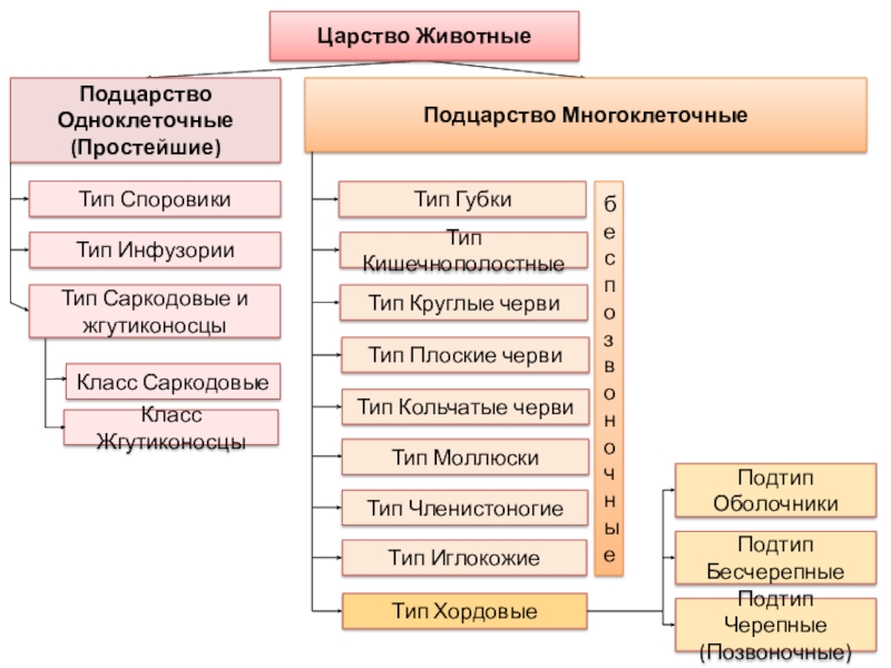 Подцарство Одноклеточные (Простейшие)Подцарство МногоклеточныеТип Саркодовые и жгутиконосцыТип ИнфузорииТип СпоровикиЦарство ЖивотныеТип ГубкиТип КишечнополостныеТип Плоские червиТип Круглые червиТип Кольчатые