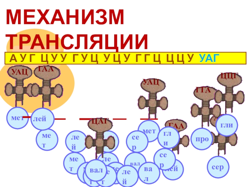 Трансляция тема