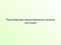 Презентация Разнообразие видоизменений органов растений 6 класс