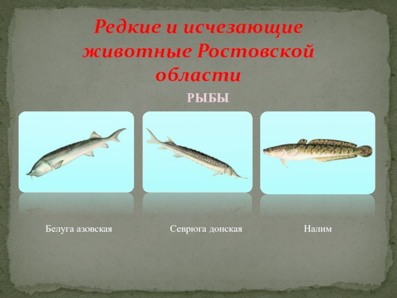 Редкие и исчезающие животные Ростовской областиБелуга азовскаяСеврюга донскаяНалимРЫБЫ