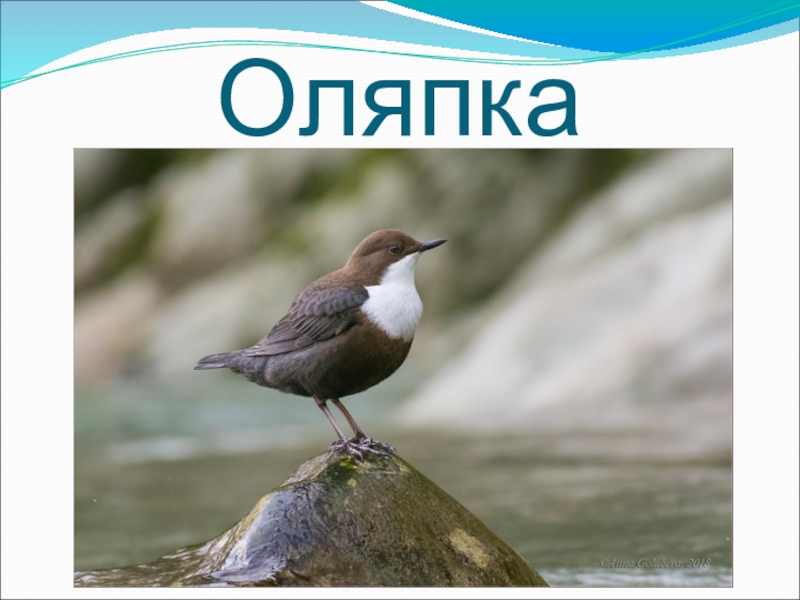 Бианки оляпка. Водяной Воробей оляпка. Оляпка птица. Оляпка (cinclus cinclus).