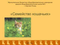 Презентация по окружающему миру на тему: Семейство Кошачьих.