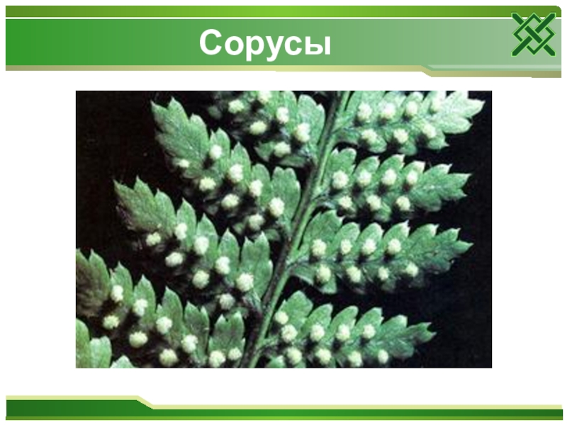 Презентация папоротниковидные 6 класс биология