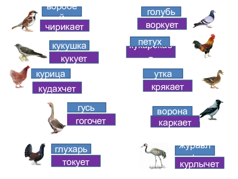 Заливаются птицы малиновки зяблики составить схему предложения