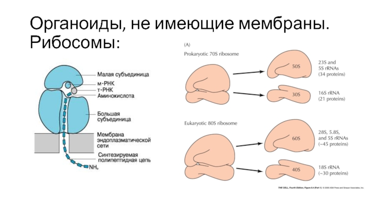 Не имеет мембран. Рибосома мембрана. Рибосома имеет мембрану. Рибосомы количество мембран. Химический состав рибосом.