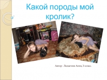 Исследовательский проект Какой породы мой кролик