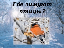Презентация Где зимуют птицы