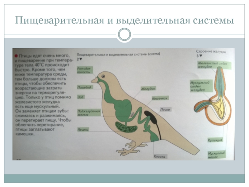 Птицы презентация 8 класс