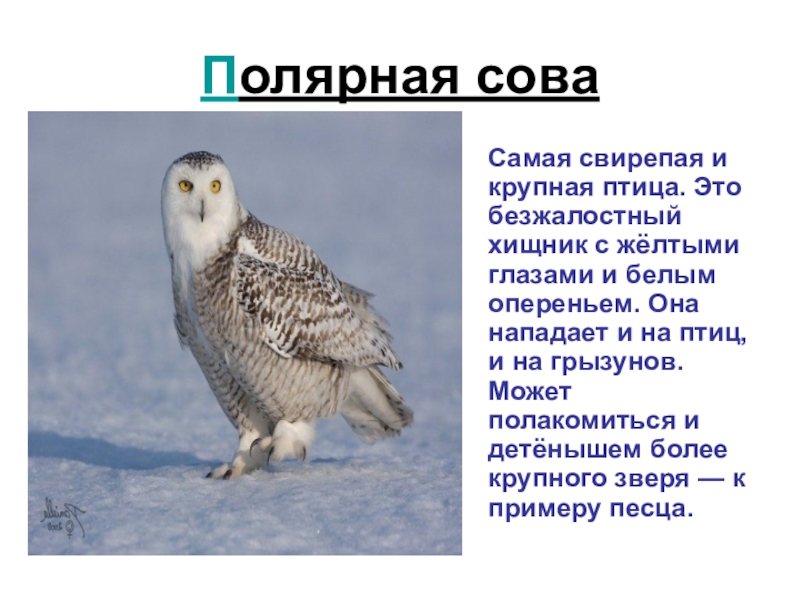 Белая сова какая природная зона. Полярная Сова в тундре краткое описание. Полярная Сова описание. Совы Полярные. Полярная Сова доклад.