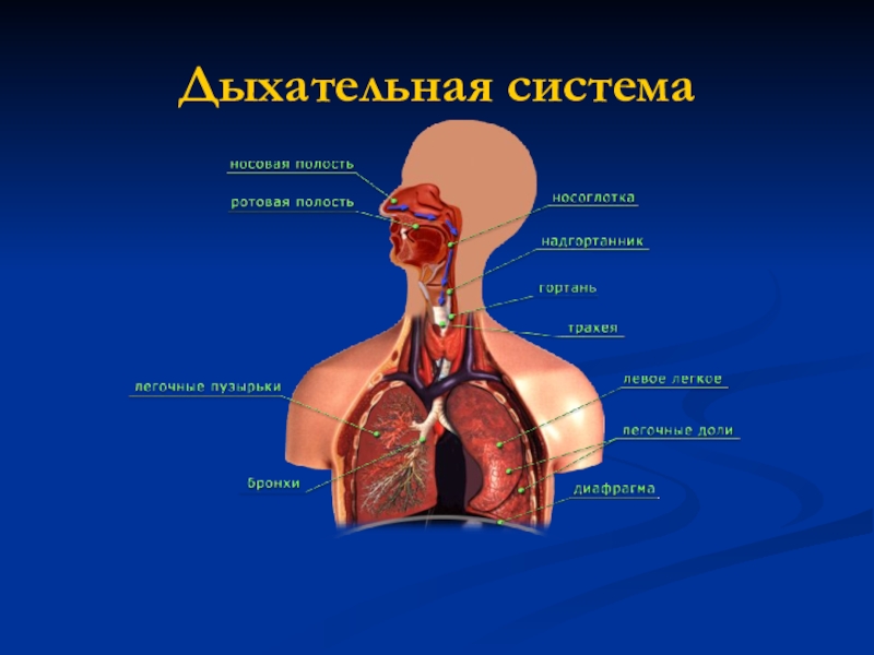 8 класс биология презентация на тему общий обзор организма