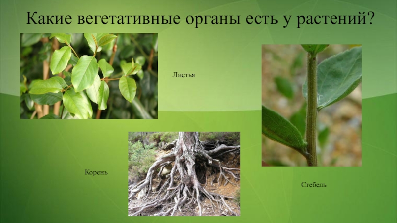 Лист это вегетативный. Вегетативные органы растений. Главные вегетативные органы растения это. Вегетативные органы корень. Вегетативные корни растений.