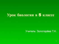 Электронная презентация к уроку биологии в 5 классе по теме: Бактерии